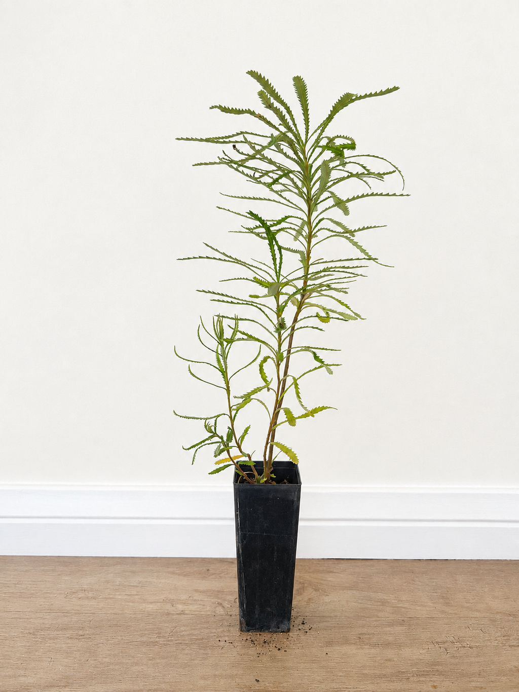 Hairpin banksia — Banksia spinulosa
