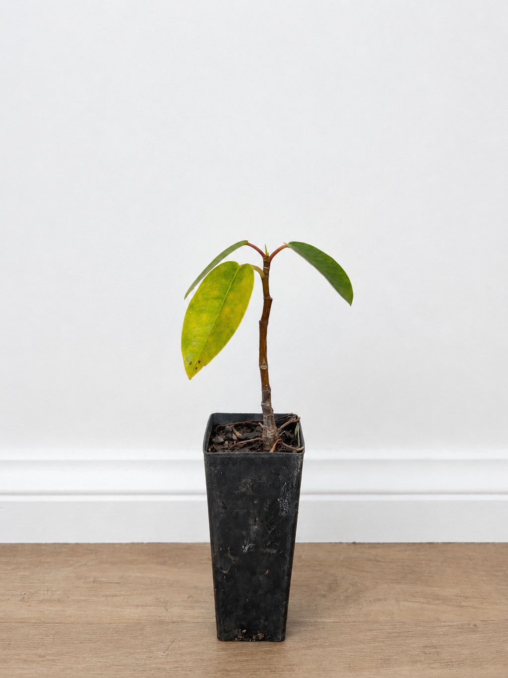 Moreton Bay fig — Ficus macrophylla