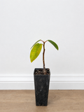 Moreton Bay fig — Ficus macrophylla
