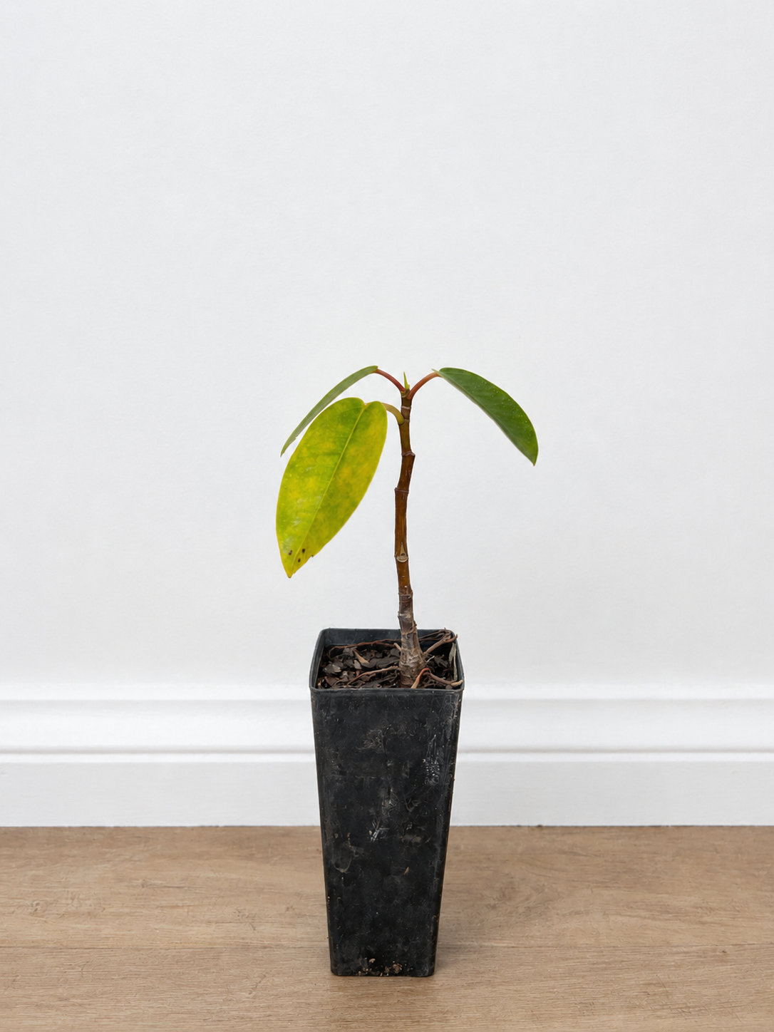 Moreton Bay fig — Ficus macrophylla