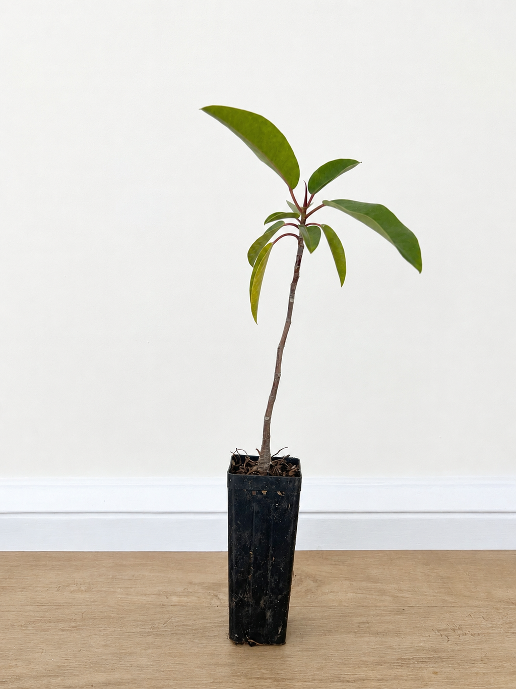 Port Jackson fig — Ficus rubiginosa