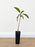 Port Jackson fig — Ficus rubiginosa