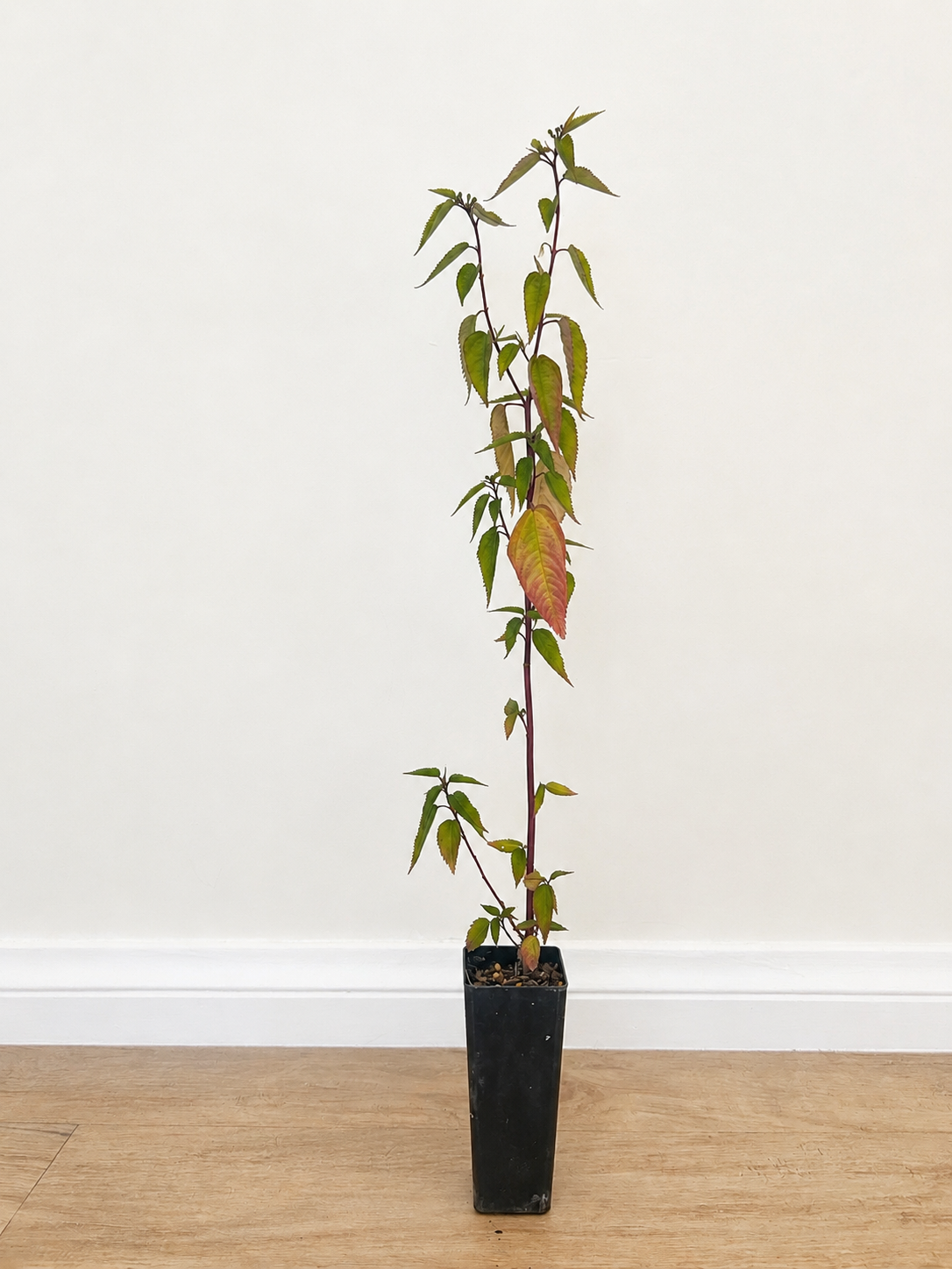 Cunningham’s jute — Corchorus cunninghamii