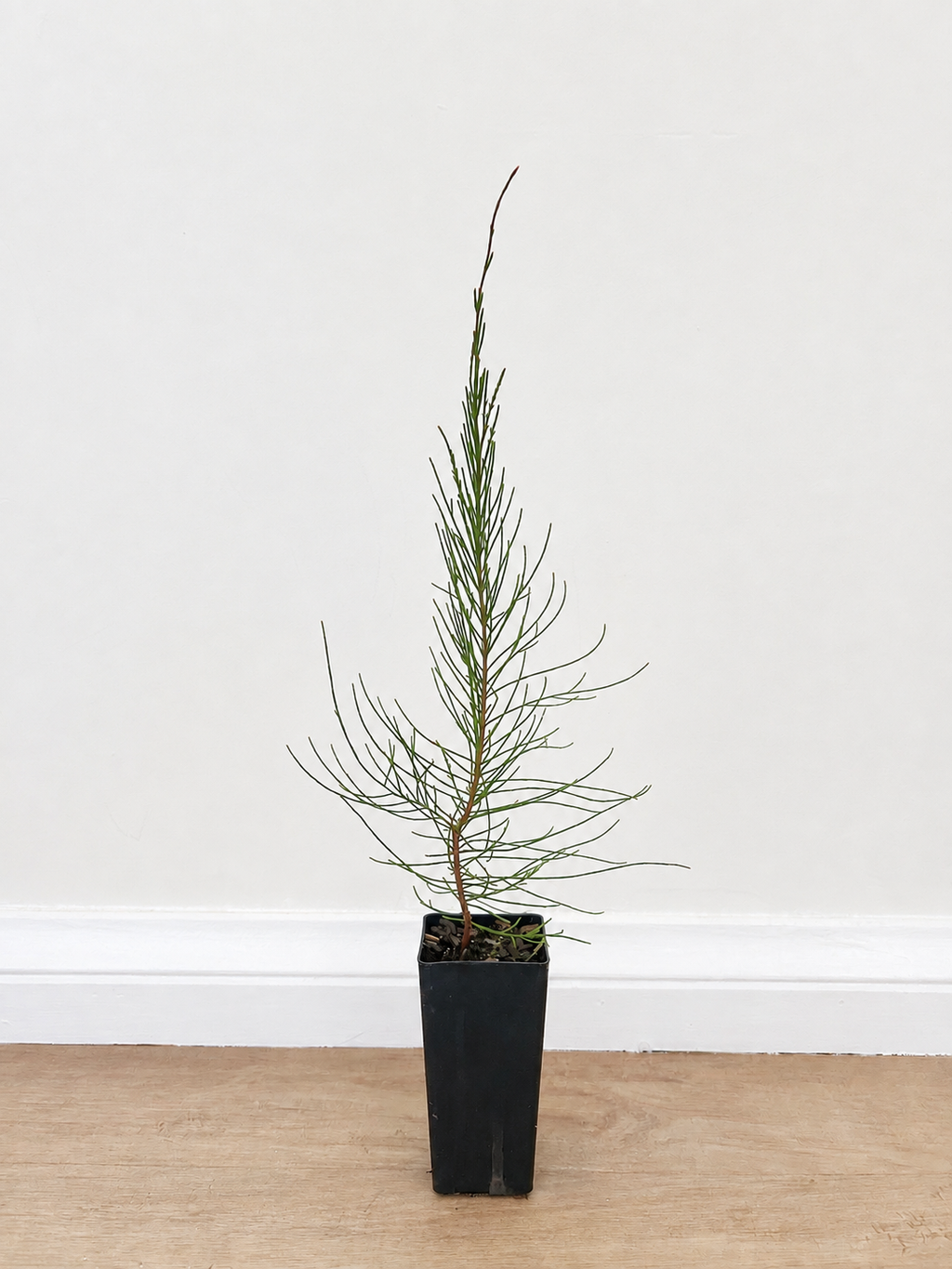 Black she-oak — Allocasuarina littoralis