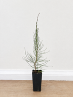 Black she-oak — Allocasuarina littoralis