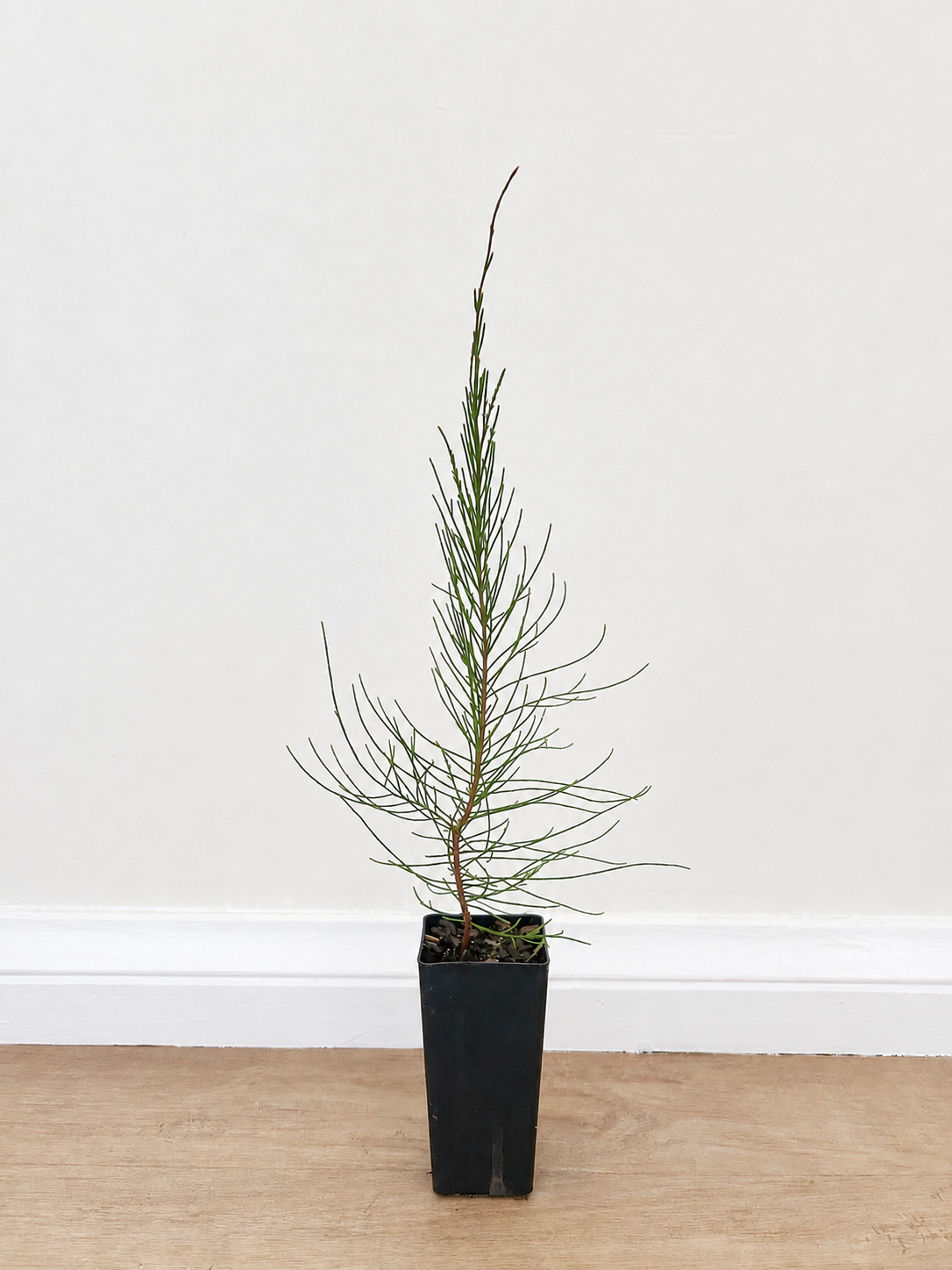 Black she-oak — Allocasuarina littoralis