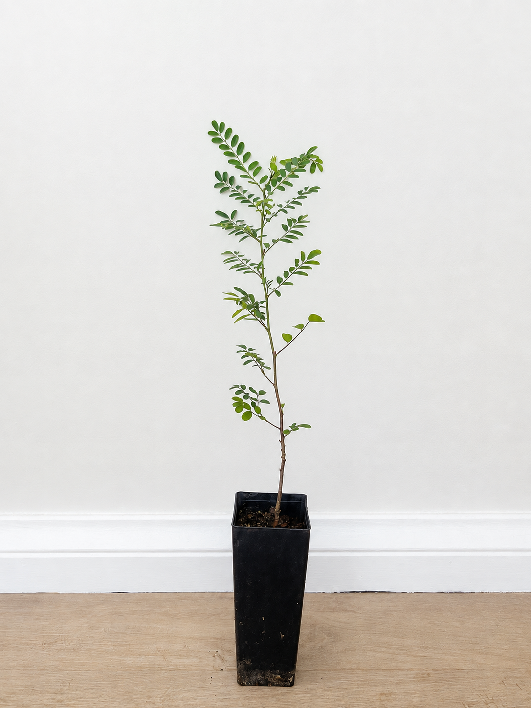 Australian indigo — Indigofera australis