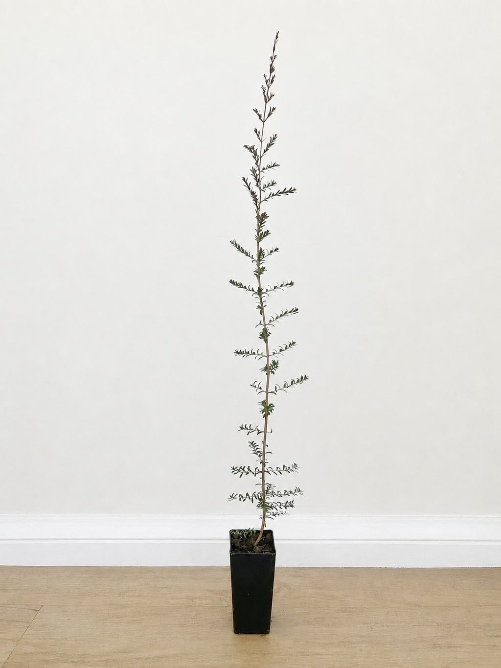 Twiggy myrtle — Sannantha similis