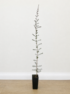 Twiggy myrtle — Sannantha similis