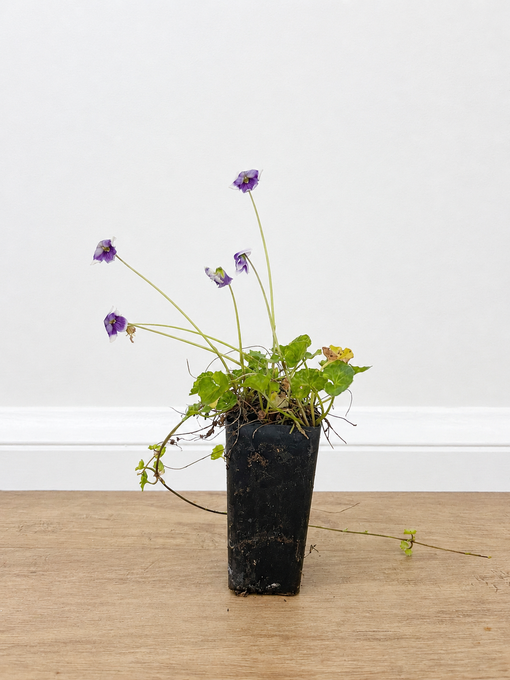 Native violet — Viola hederacea