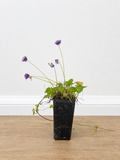 Native violet — Viola hederacea