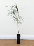 Coast she-oak — Casuarina equisetifolia