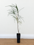 Coast she-oak — Casuarina equisetifolia