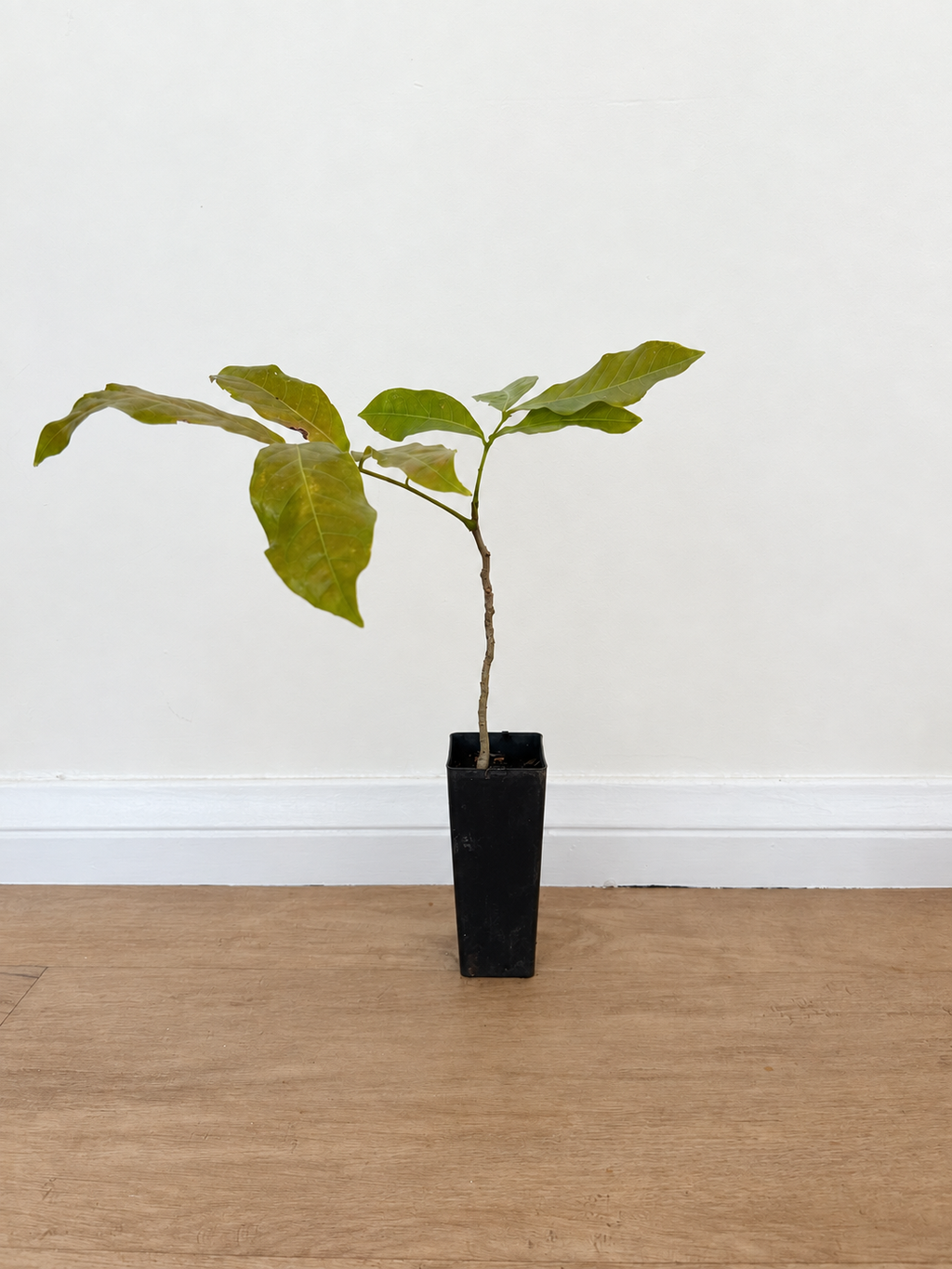 Tulipwood — Harpullia pendula