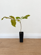 Tulipwood — Harpullia pendula