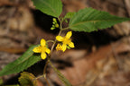 Cunningham’s jute (Corchorus cunninghamii) — detail
