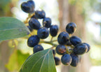 Three-veined laurel (Cryptocarya triplinervis) — detail
