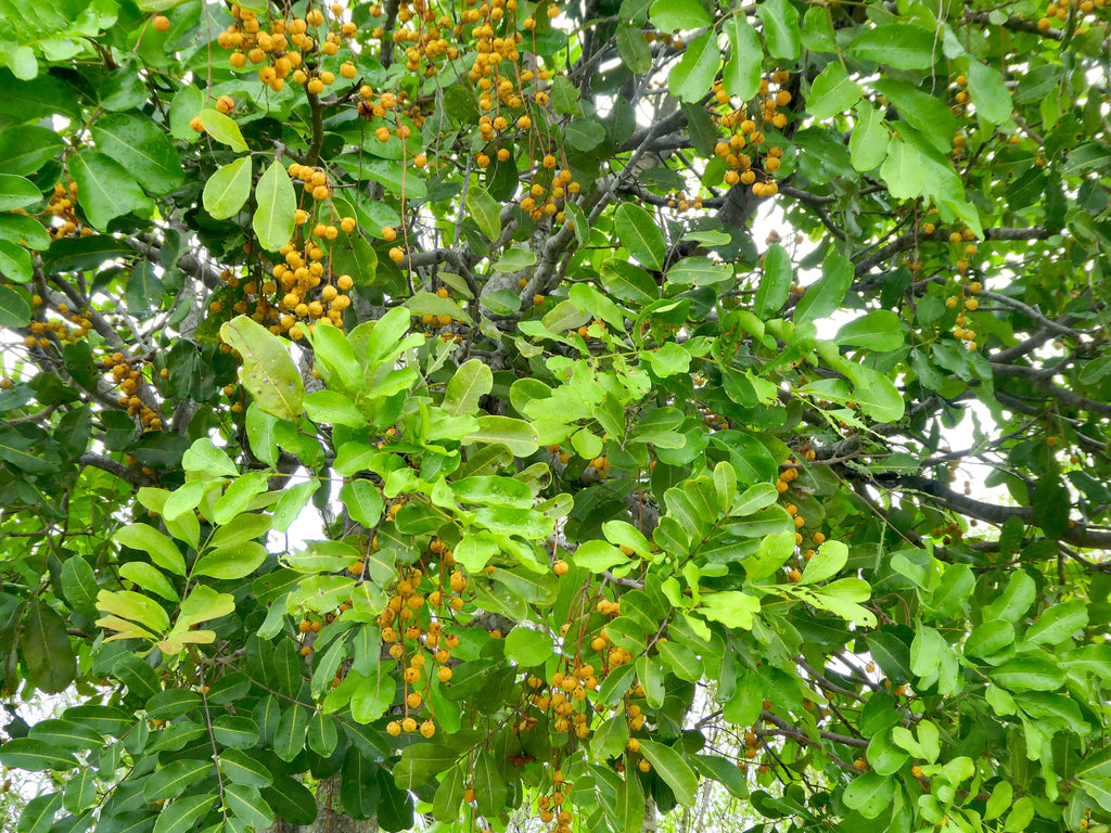 Tuckeroo (Cupaniopsis anacardioides) — feature plant image