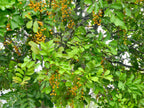 Tuckeroo (Cupaniopsis anacardioides) — feature plant image