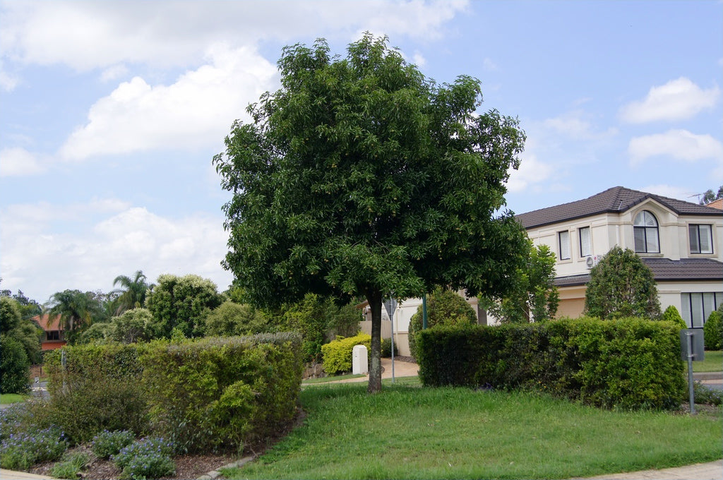 Small-leaved tamarind (Diploglottis campbellii) — mature plant