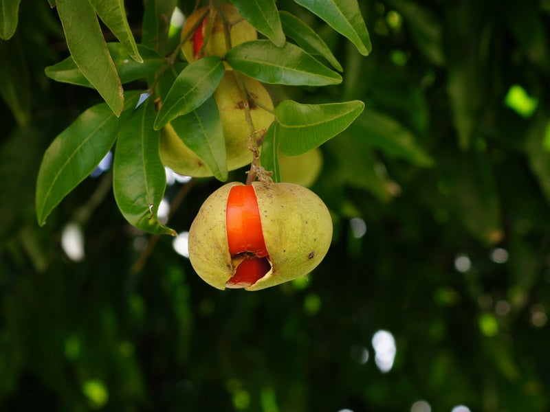 Small-leaved tamarind (Diploglottis campbellii) — detail