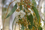 Scribbly gum (Eucalyptus racemosa) — feature plant image