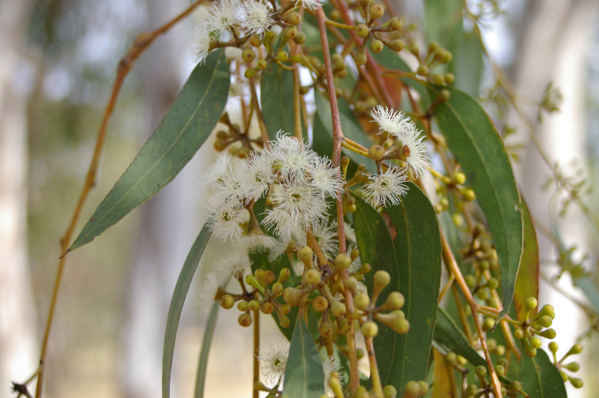 Scribbly gum (Eucalyptus racemosa) — feature plant image