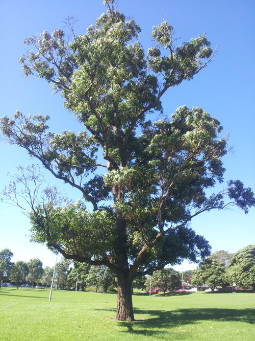 Swamp mahogany (Eucalyptus robusta) — mature plant image