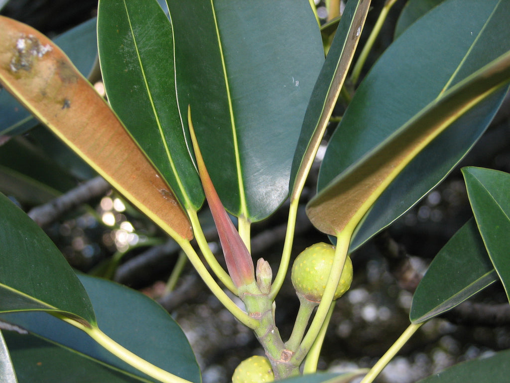 Moreton Bay fig (Ficus macrophylla) — feature plant image