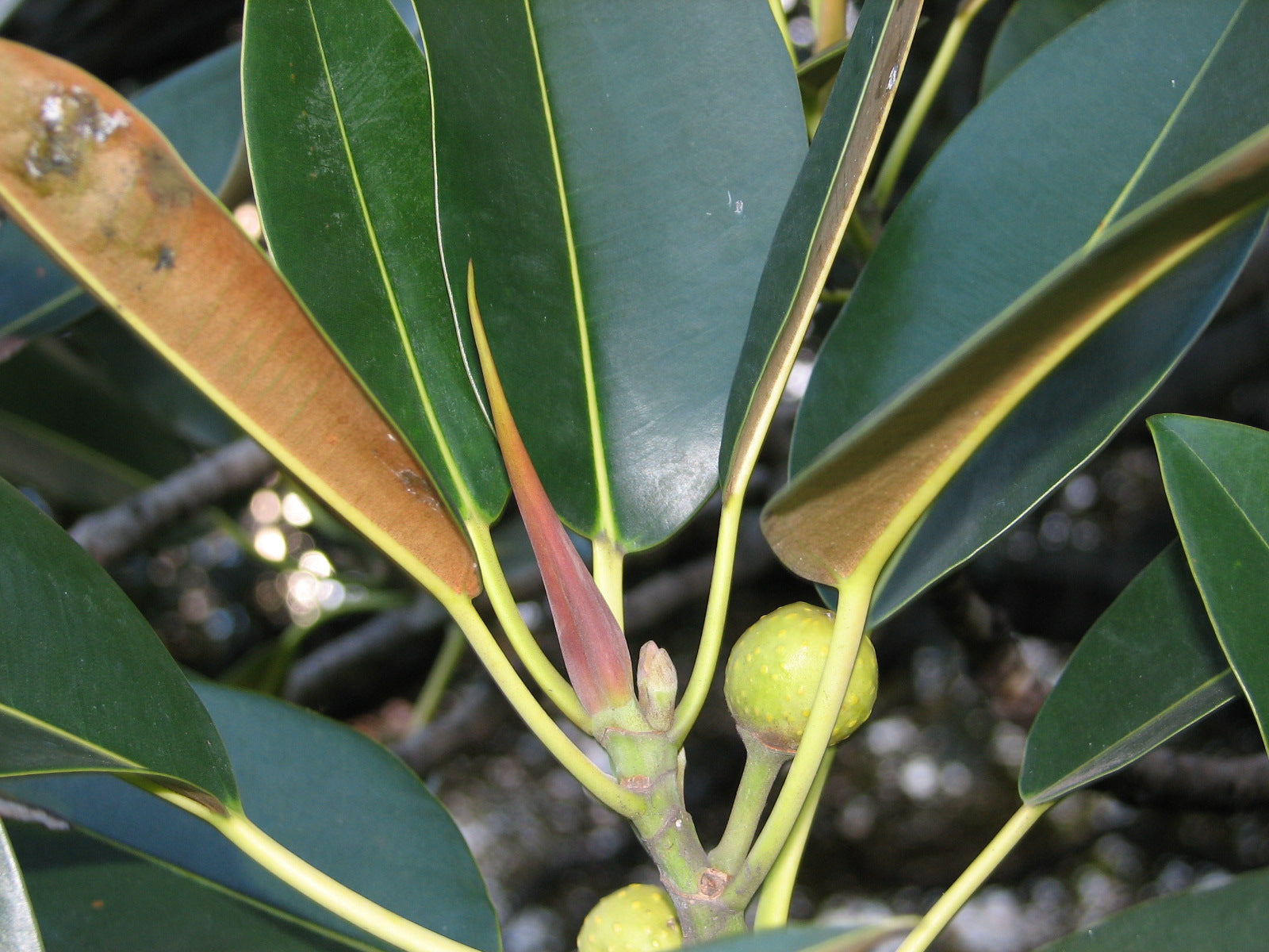 Moreton Bay fig (Ficus macrophylla) — feature plant image