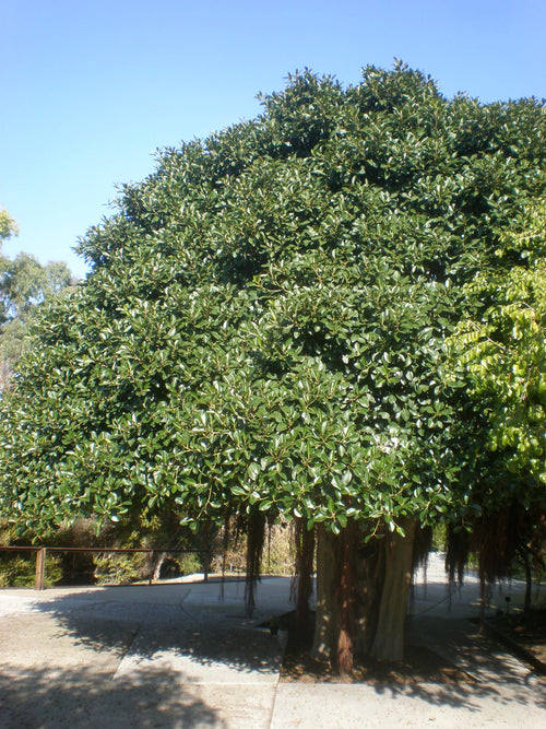 Port Jackson fig (Ficus rubiginosa) — mature plant image