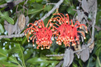 Firewheel tree — Stenocarpus sinuatus
