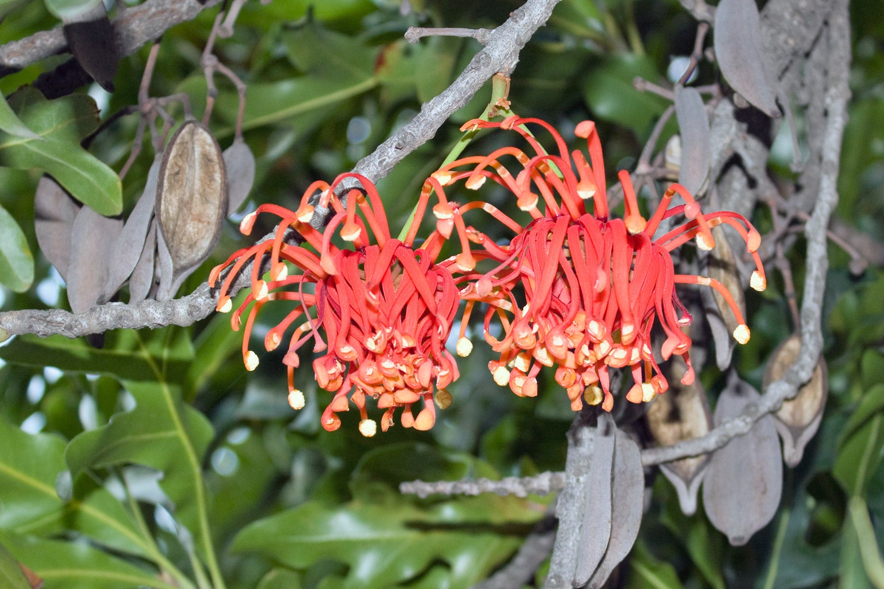 Firewheel tree — Stenocarpus sinuatus