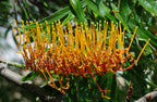 Silky oak (Grevillea robusta) — feature plant image