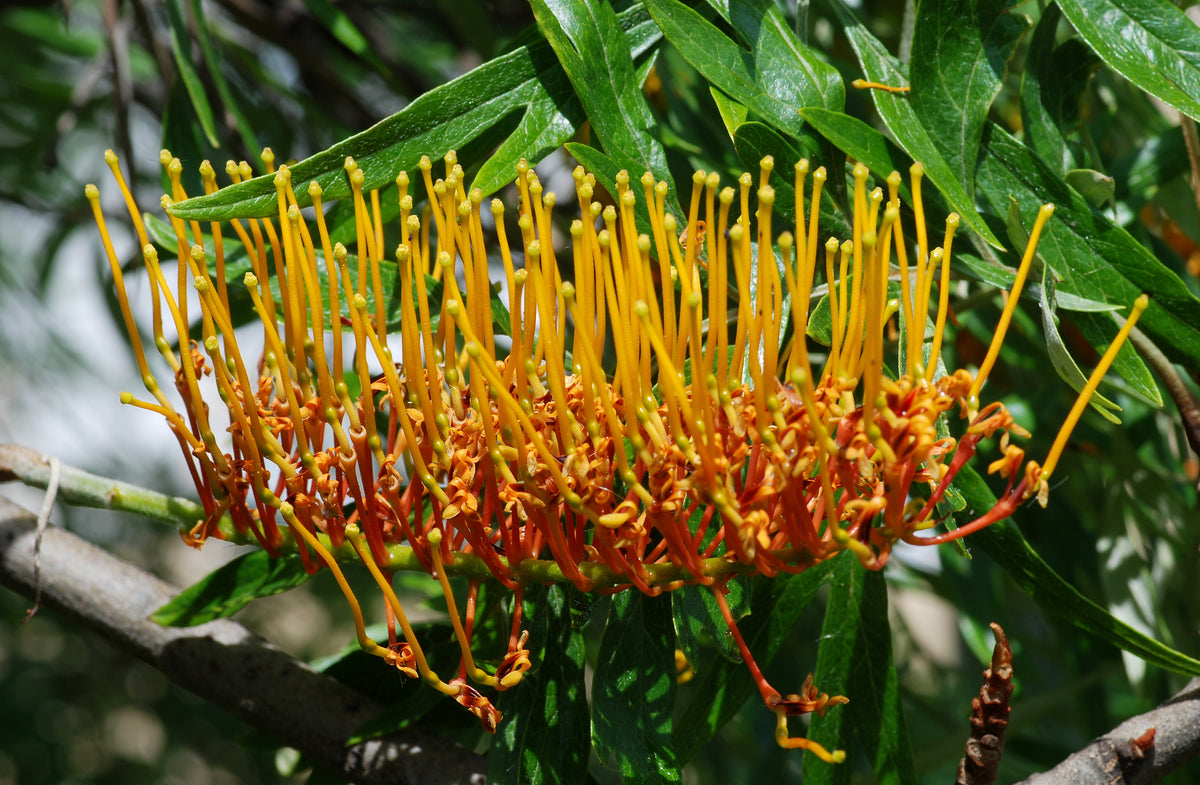 Silky oak (Grevillea robusta) — feature plant image