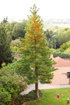 Silky oak (Grevillea robusta) — mature plant image