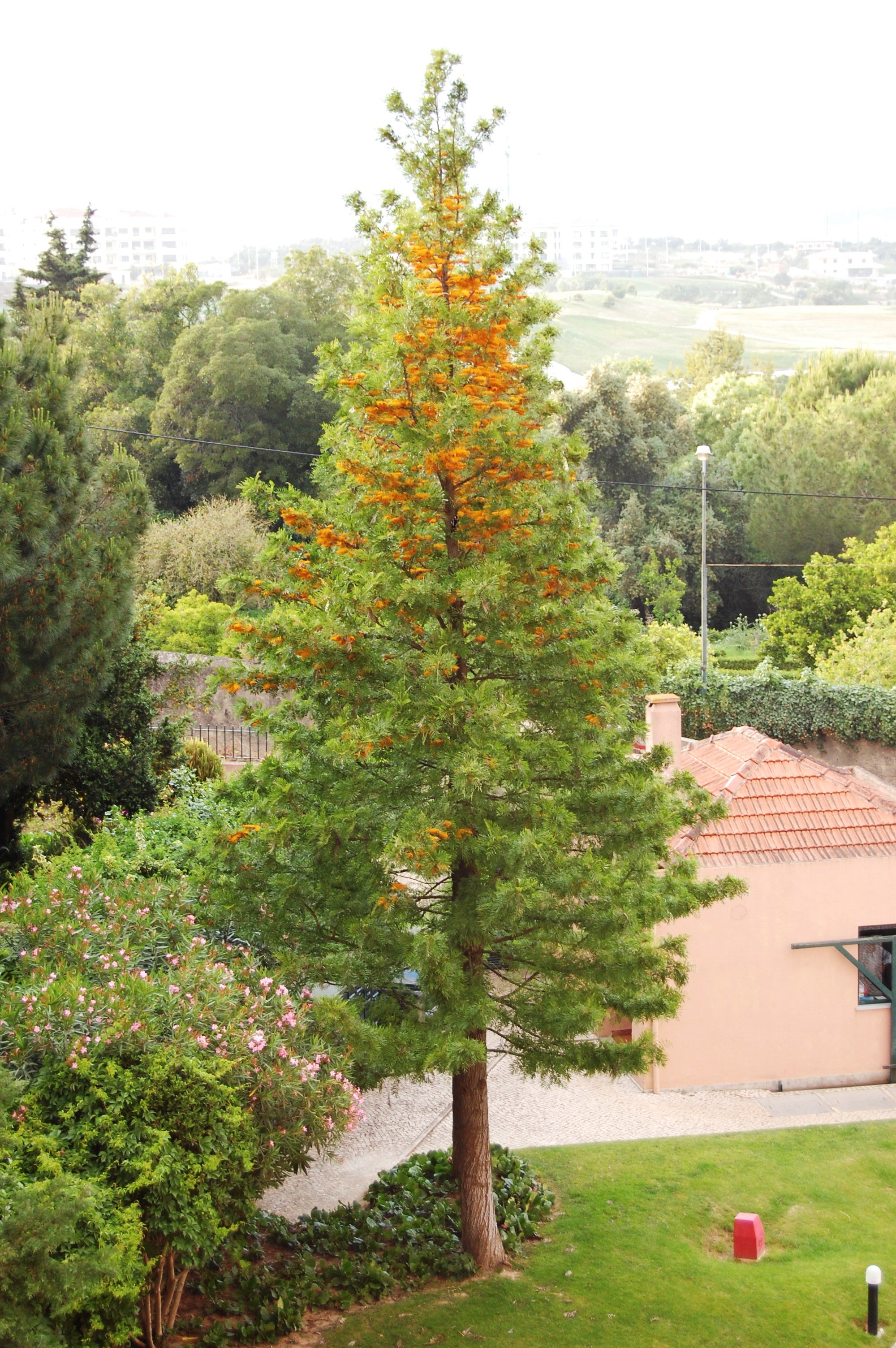 Silky oak (Grevillea robusta) — mature plant image
