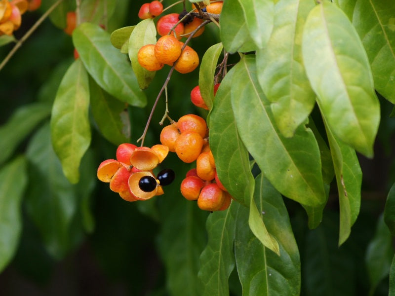 Tulipwood (Harpullia pendula) — feature plant image