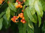 Tulipwood (Harpullia pendula) — feature plant image
