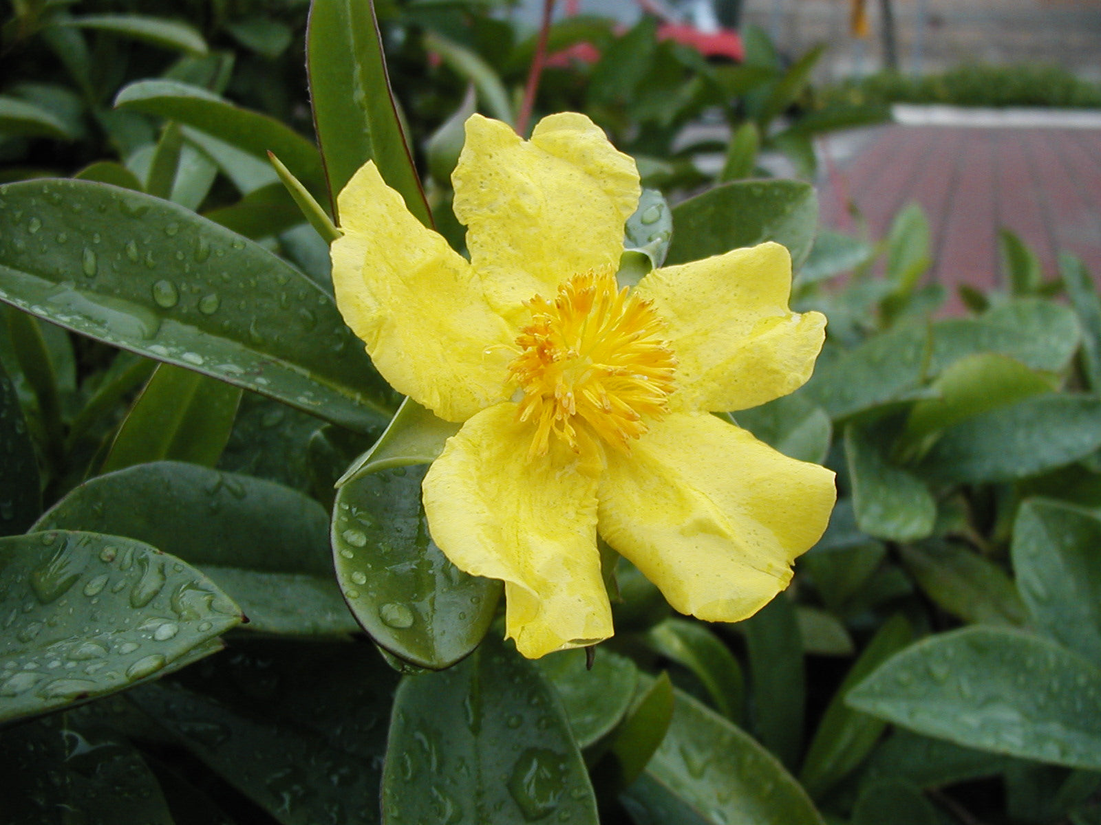Snake vine (Hibbertia scandens) — feature plant image