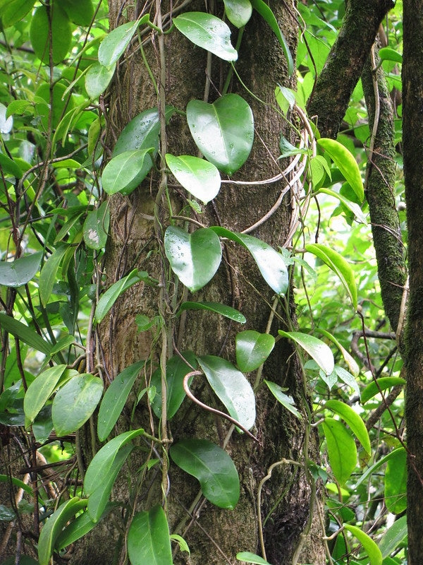 Wax flower (Hoya australis) — mature plant