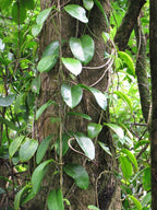 Wax flower (Hoya australis) — mature plant