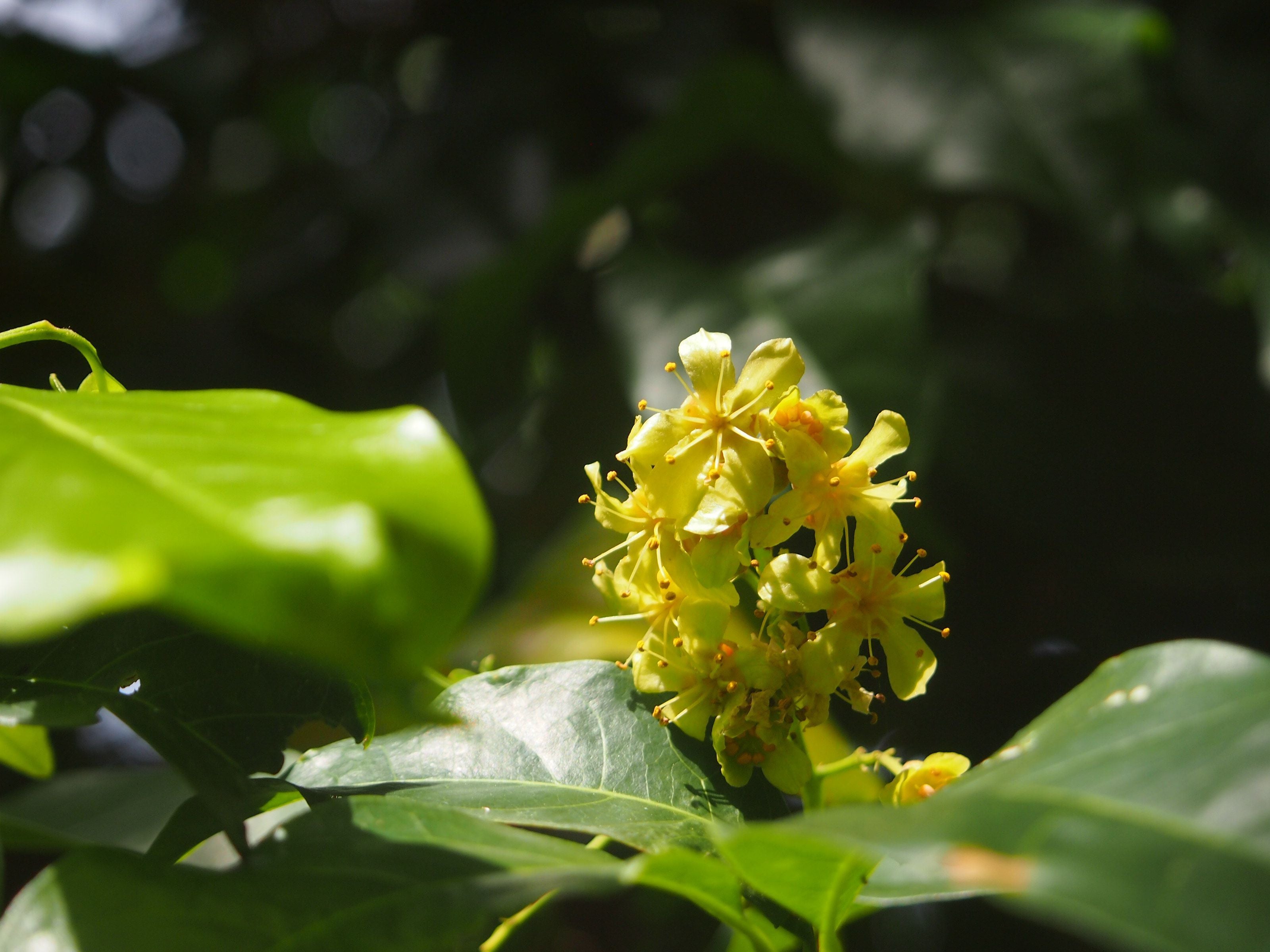 Native frangipani (Hymenosporum flavum) — feature plant image