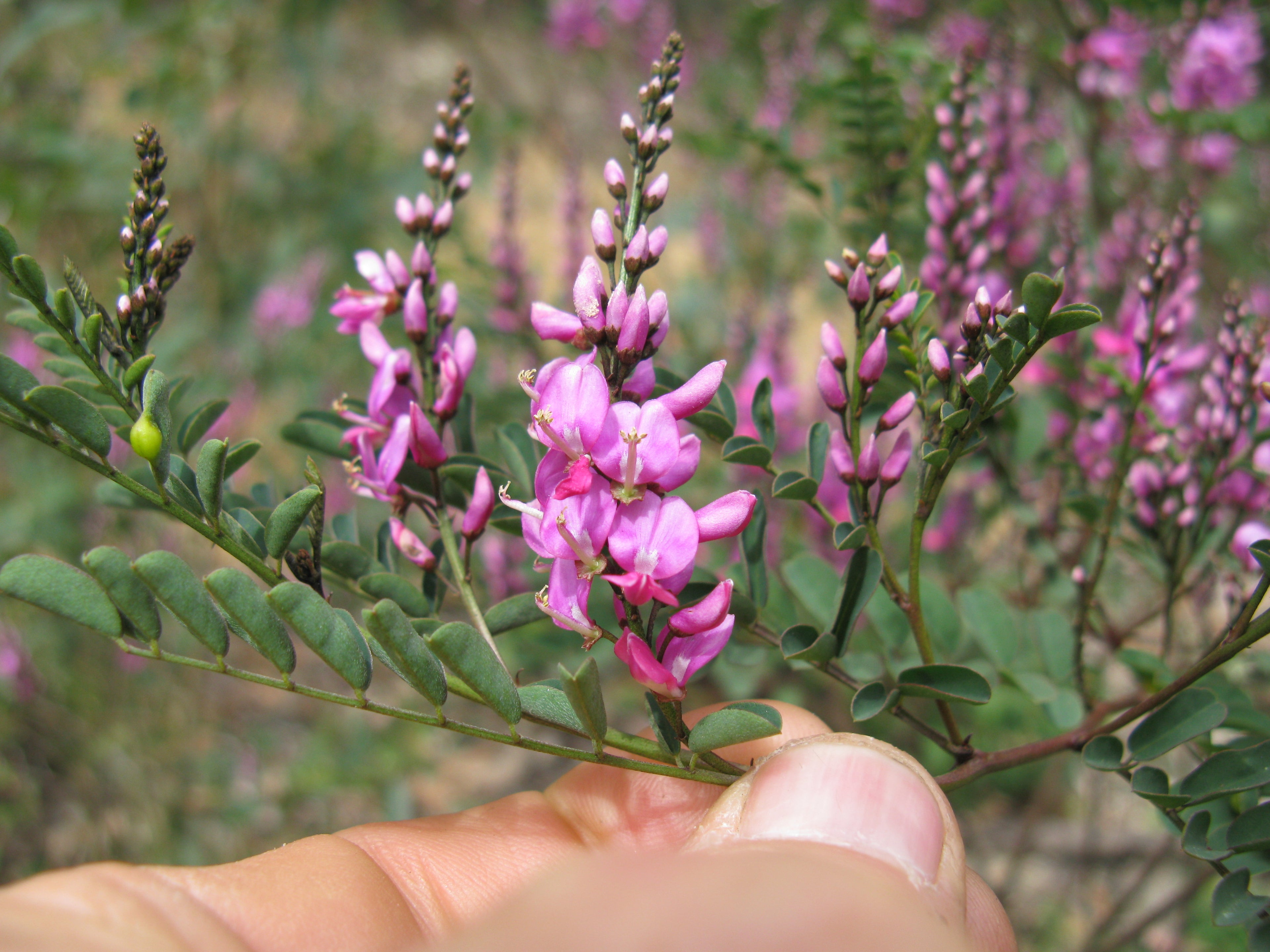 Australian indigo (Indigofera australis) — feature plant image