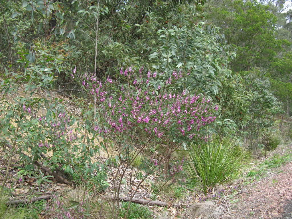 Australian indigo (Indigofera australis) — mature plant image
