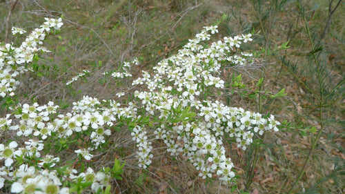 Tantoon (Leptospermum polygalifolium) — feature plant image