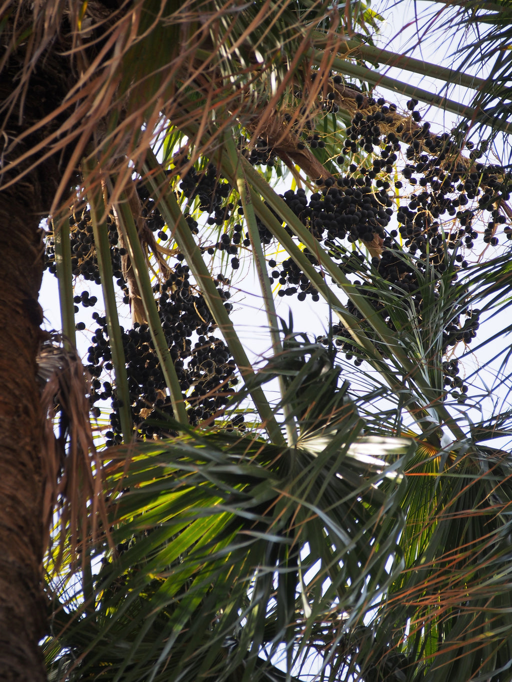 Cabbage-tree palm (Livistona australis) — feature plant image