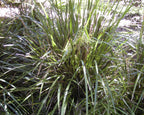 Creek mat-rush (Lomandra hystrix) — mature plant image