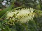 White bottlebrush (Melaleuca salicina) — feature plant image