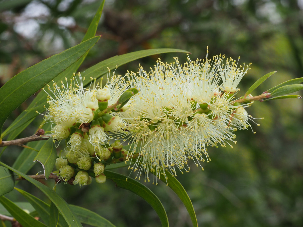 White bottlebrush (Melaleuca salicina) — feature plant image